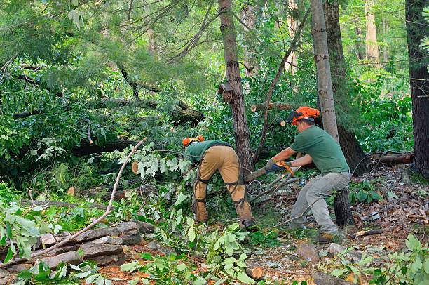 Best Tree Maintenance Programs  in Chester, WV