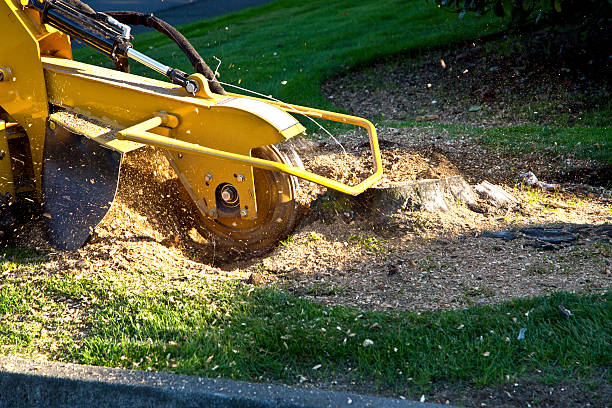 Best Tree Removal  in Chester, WV